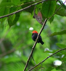 Ceratopipra mentalis