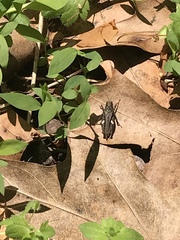 Tettigidea lateralis