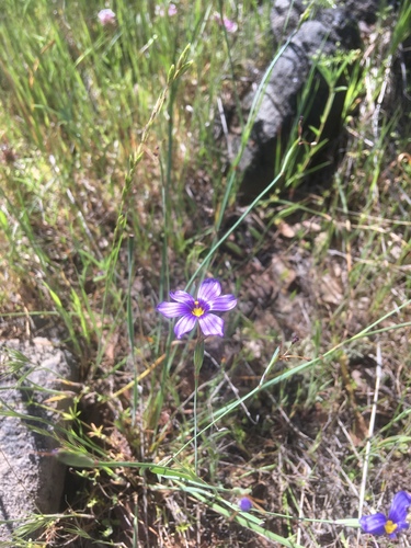 iNaturalist observation photo of western blue-eyed grass