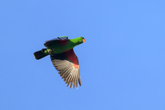 Eclectus Parrot photo 1