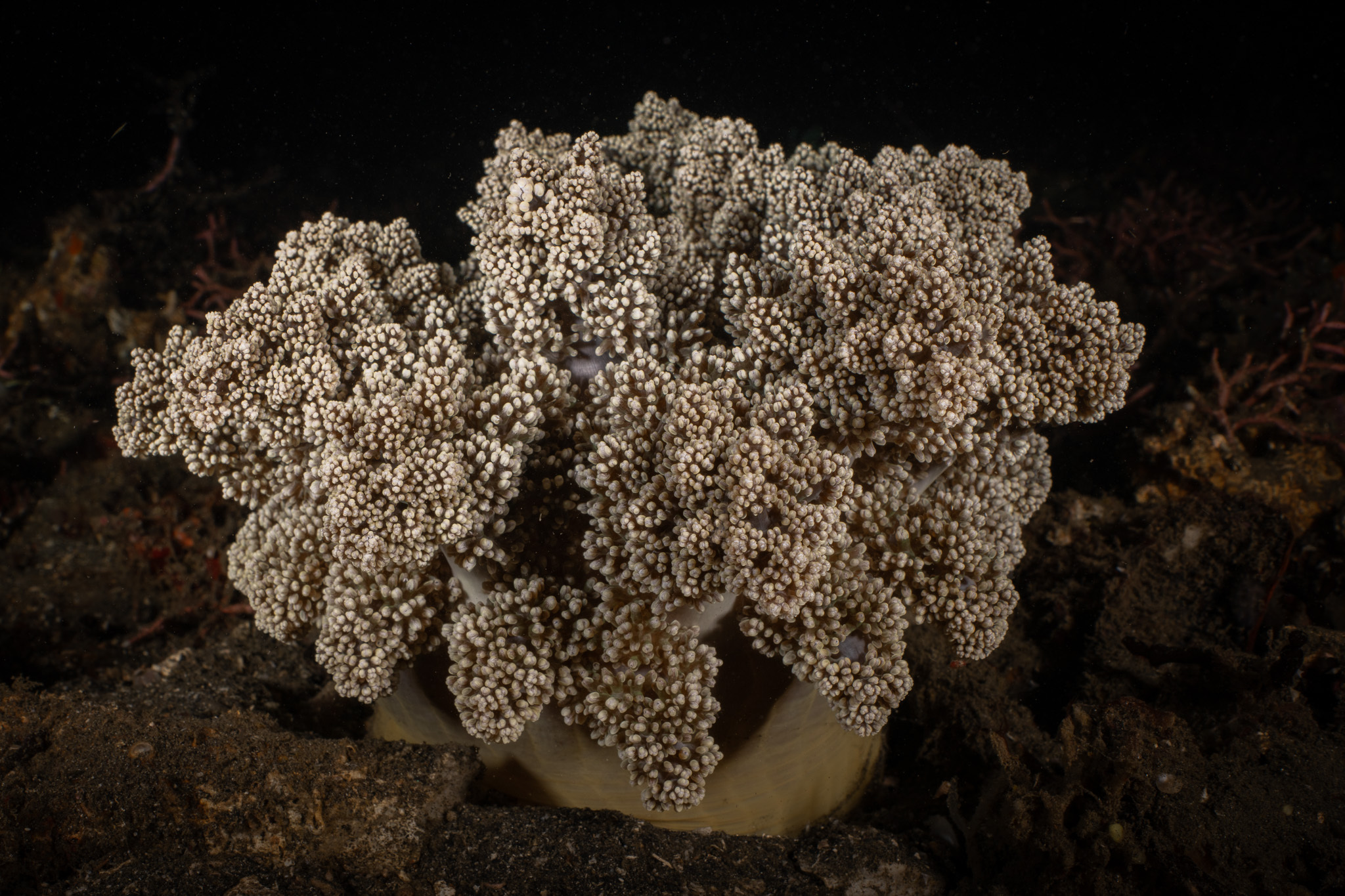 Actinodendron arboreum (Quoy & Gaimard, 1833)