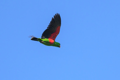 Eclectus Parrot photo 2