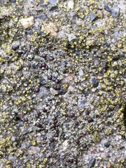 Lecidella carpathica