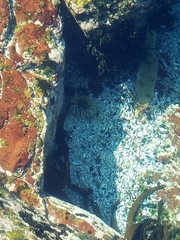 Anthopleura michaelseni