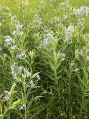 Amsonia illustris