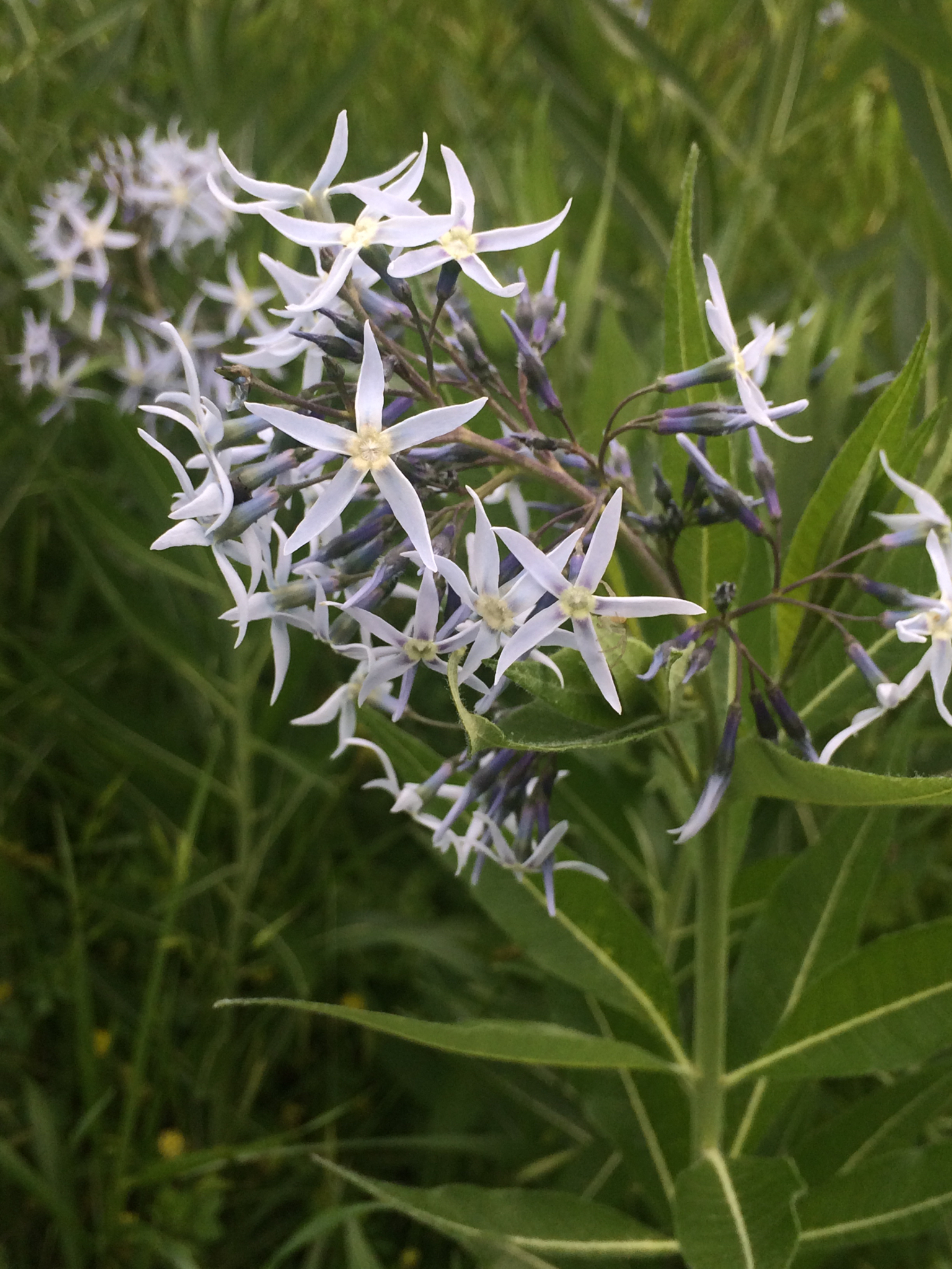 Amsonia illustris