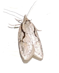 Semioscopis packardella