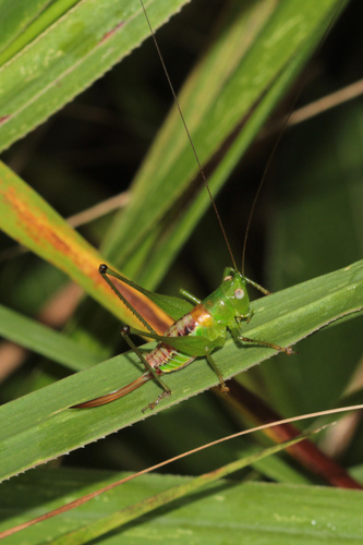 Naskreckiella kalamboi