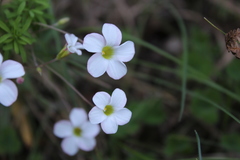 Oxalis tenuifolia