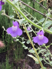 Sairocarpus nuttallianus