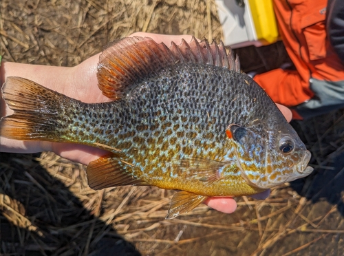 Pumpkinseed