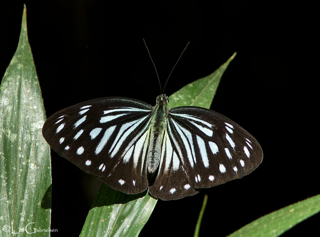 Philippine Wanderer