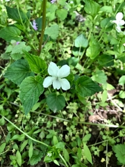 Viola striata