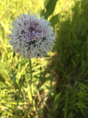 Marshallia caespitosa