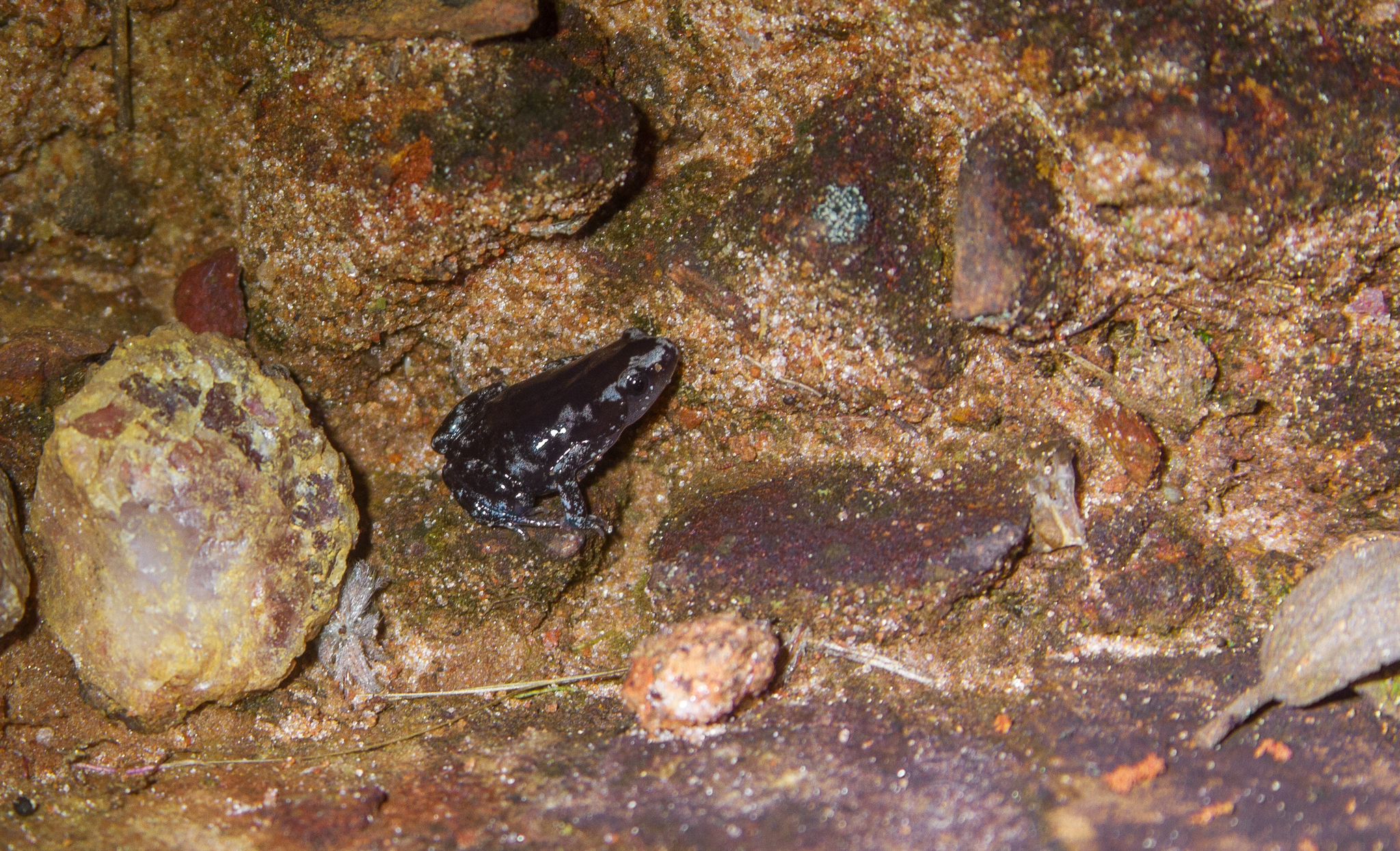 Central Humming Frog photo 3