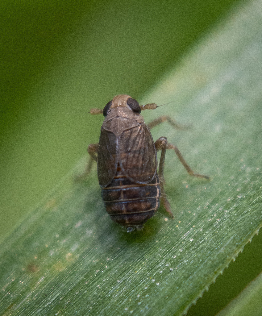 Kosswigianella perusta