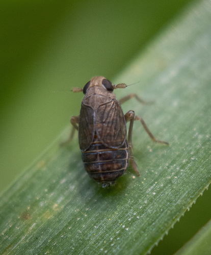Kosswigianella perusta