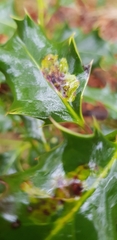 Phytomyza ilicis