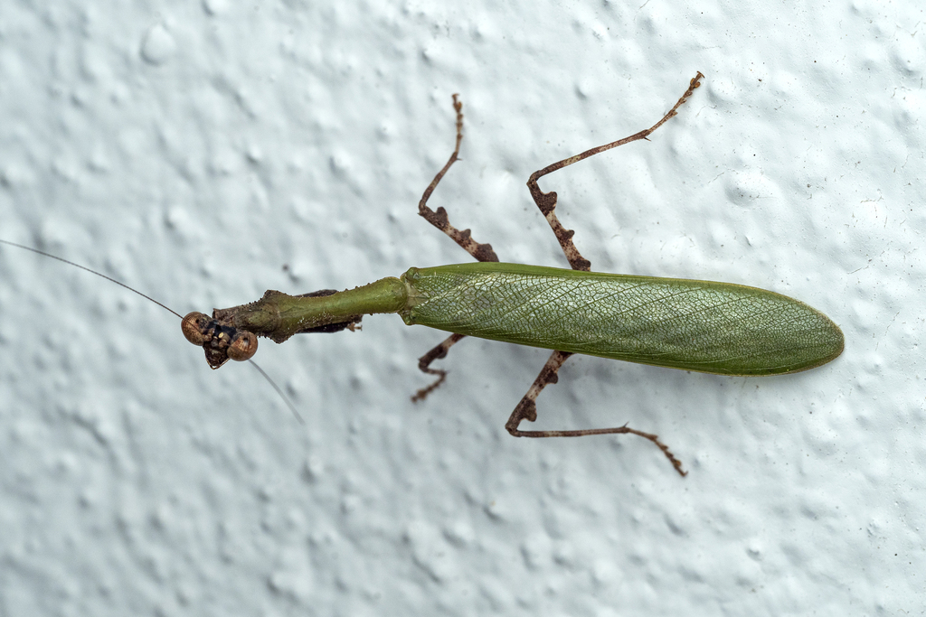 Psychomantis malayensis