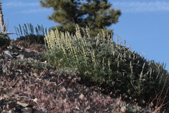Lupinus peirsonii