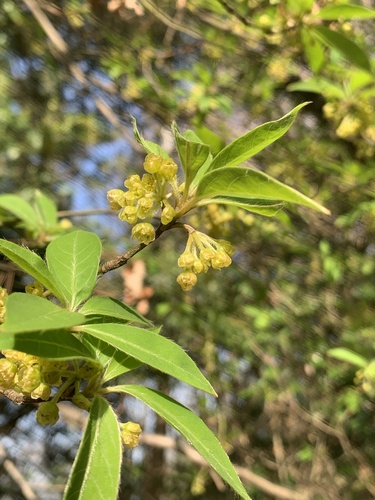 Lindera umbellata iNat (3)