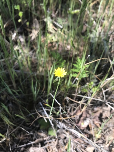 iNaturalist observation photo of Sunflowers, Daisies, Asters, and Allies