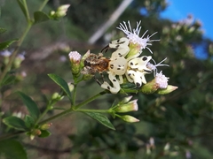 Epicadus heterogaster