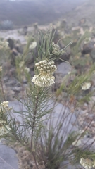 Asclepias linaria