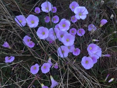 Oxalis commutata