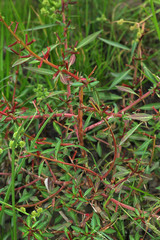 Ludwigia perennis