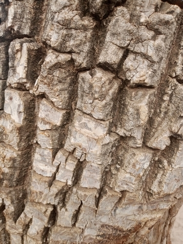 Shea Tree
