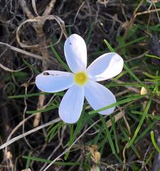 Oxalis polyphylla pentaphylla