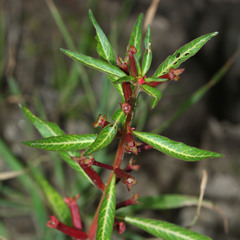 Ludwigia perennis