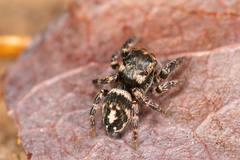 Habronattus carolinensis