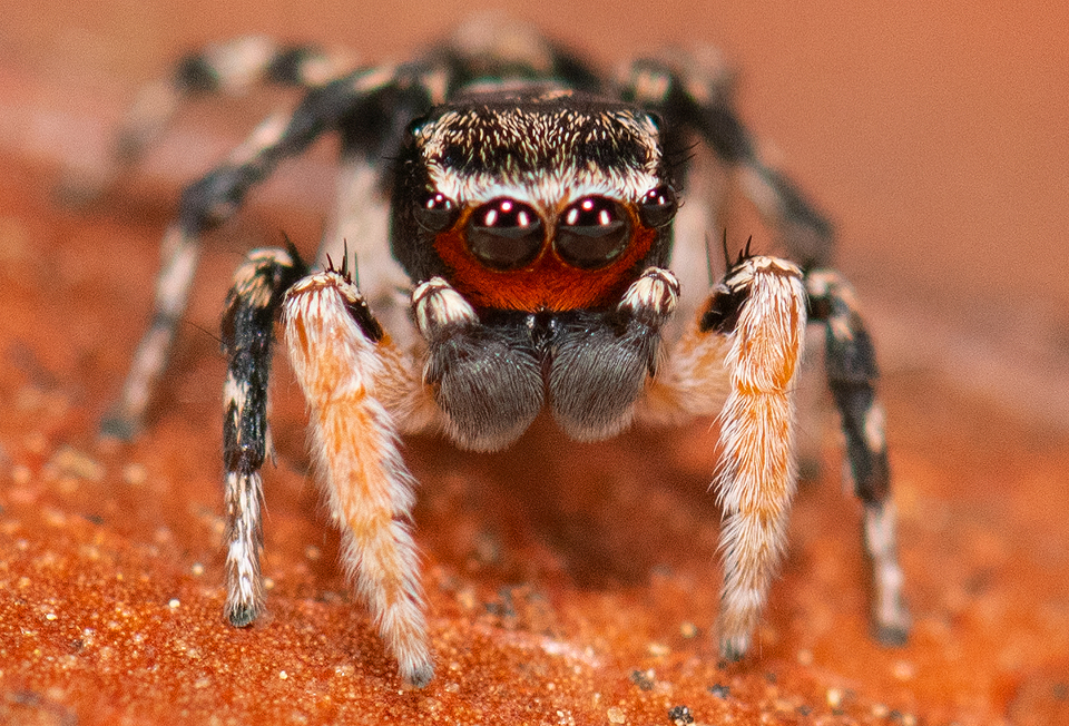 Paradise jumping spider sighted for the first time in Indiana