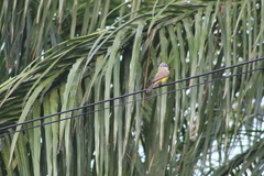 Tyrannus melancholicus