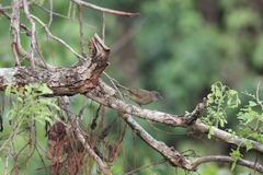 Eurillas curvirostris