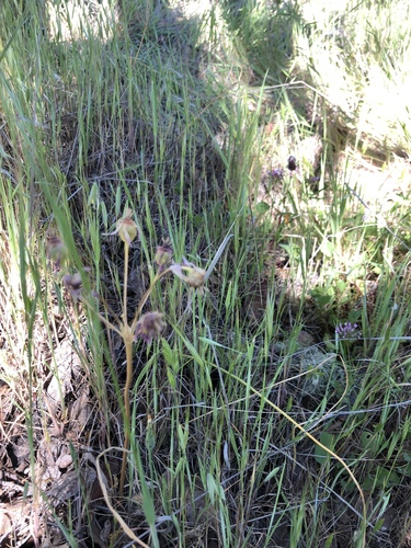 iNaturalist observation photo of Shooting Stars