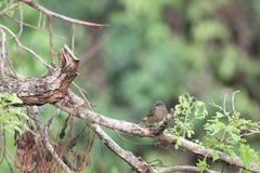 Eurillas curvirostris