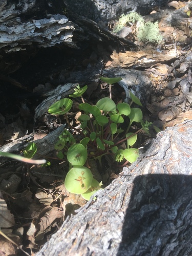 iNaturalist observation photo of miner's lettuce