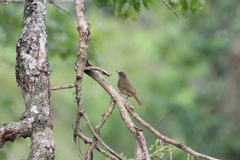 Eurillas curvirostris