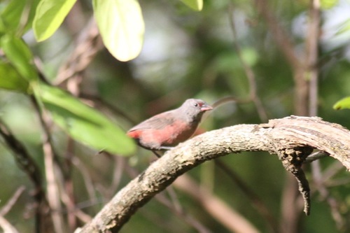 iNaturalist image