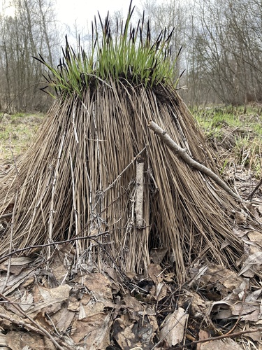 Carex cespitosa iNat (3)