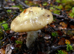 Cortinarius achrous