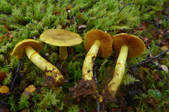 Cortinarius canarius