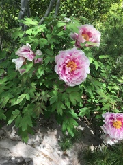 Paeonia × suffruticosa