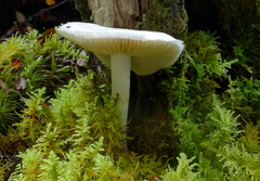 Cortinarius mariae