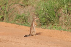 Euxerus erythropus