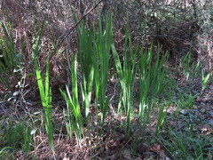 Chasmanthe aethiopica