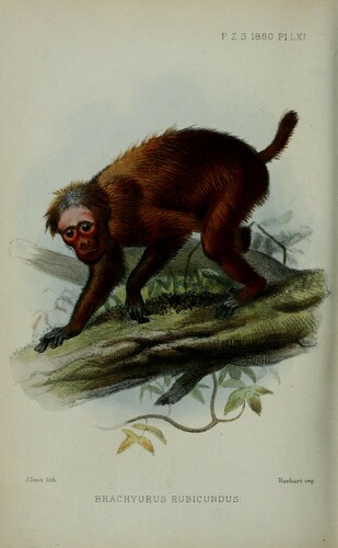 Red Bald Uakari